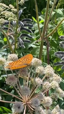 The video shows a close-up view of a bright orange butterfly with black spots resting on a white flower. The butterfly's wings are partially open, revealing intricate patterns. The flower has many small, delicate petals arranged in a circular pattern. In the background, there are blurred green leaves and some tall, thin plants with seed pods. The lighting suggests a sunny day.