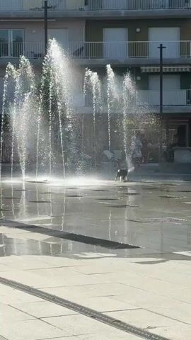 A public square features a water fountain spraying water high into the air. A small black and white dog runs through the water, its body mostly obscured by the spray. The dog is positioned to the right of the fountain's center. The environment is an outdoor paved area in front of a multi-story building with balconies. The lighting suggests it is daytime.