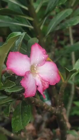 Here is a description of the video:

The video shows a close-up of a Desert Rose flower, identifiable by its five petals. The flower is a gradient of color, with a white center transitioning to a soft pink at the edges, which are rimmed with a deeper pink hue. Droplets of water are scattered across the petals and leaves, suggesting recent rain. The flower is set against a background of green leaves, which are also covered in water droplets. The plant has a thick, woody stem, typical of Desert Roses. The overall composition is focused and detailed, showcasing the flower's colors and textures.