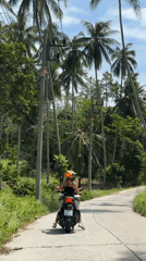 Scooter rolling through Ko Samui's palm-lined roads