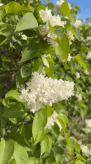 Spring lilacs bloom in Anapskaya, Russia