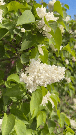 Spring lilacs bloom in Anapskaya, Russia