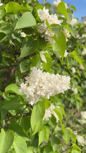 Spring lilacs bloom in Anapskaya, Russia