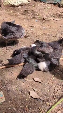 A group of ducklings are huddled together on the ground. An adult duck stands to the left of the ducklings. The ground is made of dirt and covered with dry leaves. There is a white object in the background.