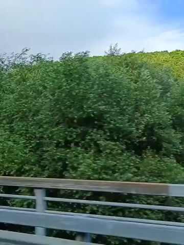 The video is a first-person perspective, likely from a moving vehicle, showing a lush green hillside covered in trees and foliage. A metal guardrail is visible in the foreground, suggesting the viewpoint is from a road or bridge. The sky above is partly cloudy, with hints of blue. No people or specific actions are discernible.