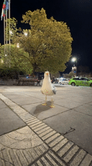 Evening stroll captures cathedral, seagulls in Varna Bulgaria