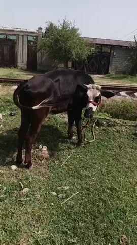 A black and white cow stands in a grassy area near railroad tracks. The cow is facing the camera and appears to be tethered by a rope around its neck, which is attached to a red halter. In the background, there is a building with a large gate and some trees. The sky is clear and blue.