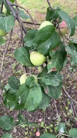 A hand reaches into the frame and touches a green apple on a tree branch. The branch is covered in green leaves, some of which are dried or brown. Several green apples are visible on the branch. In the background, out of focus, is a grassy area with some fallen apples on the ground.
