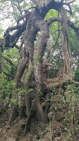 The video shows a large, gnarled tree growing on top of a crumbling, stone wall. The tree's trunk is thick and twisted, with many exposed roots and branches. The wall is covered in moss and other vegetation and has several large cracks and holes. In the background, there is a dirt path and other trees. The video is shot from a low angle and pans up to show the full height of the tree and wall.