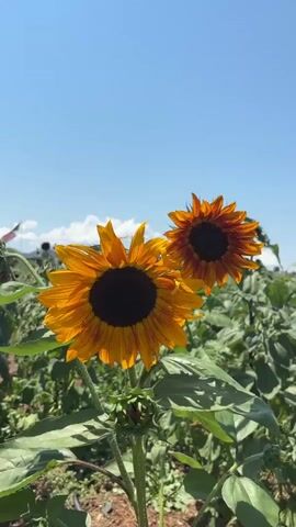 This is a vertical video of two sunflowers in a field under a clear blue sky. The sunflower in the foreground is larger and predominantly yellow with a dark center. The sunflower in the background is smaller and has petals that are a mix of orange and yellow. Both flowers are in focus, and the background is blurred, showing a field of green plants and a faint hint of a structure in the distance. The video is static with no movement.