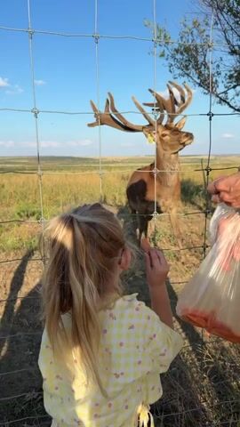 A young child with blonde hair, wearing a yellow checkered outfit, stands facing away from the camera, reaching through a wire fence. The child is holding an orange carrot in their outstretched hand. In the background, a large deer with impressive antlers is visible, also reaching towards the fence. Another person's hand, holding a plastic bag, is also visible near the deer, suggesting they are also feeding it. The environment appears to be an open field with dry grass and a clear blue sky.