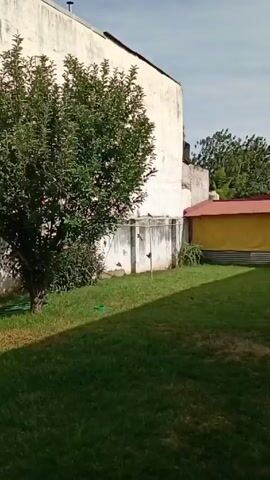 The video shows a backyard scene. A green, leafy tree stands on a patch of grass, casting a shadow. Behind the tree is a white wall with a few visible structures, including a small red roof. The sky is blue, suggesting a sunny day. There is no visible human activity.