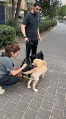 Dog owner manages multiple puppies during casual walk in Netanya