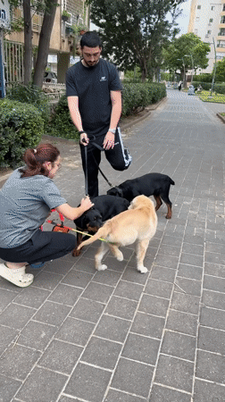 Dog owner manages multiple puppies during casual walk in Netanya