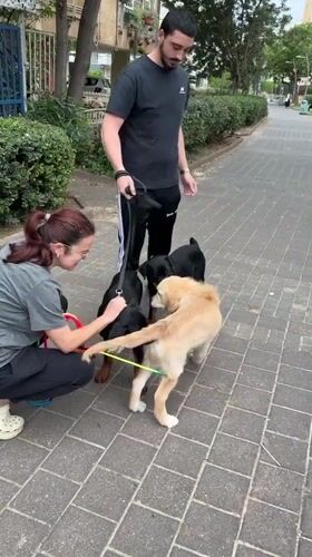 Dog owner manages multiple puppies during casual walk in Netanya