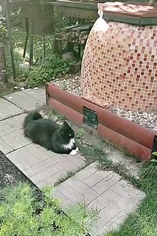 A black and white cat is lying on a stone path in front of a tiled structure. The cat stretches and then walks onto the grass. The cat has white paws and a white chest. The background includes green foliage and a wooden structure with logs.
