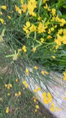 The video begins with a blurry shot of greenery and a stone wall. The camera then pans down to reveal a black and white dog on a leash, lying on the ground next to a path. The dog is looking up at the camera. The camera then pans up again to focus on a bush with many small yellow flowers. The video ends with a close-up of the flowering bush.