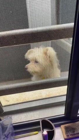 A small, light-colored dog is visible through a dark window screen. The dog looks directly at the camera, its face filling the screen's opening.  The screen is part of a window with a dark frame.  Below the window is a cluttered surface with various objects, including a cleaning product bottle and a small brown pad. The dog is positioned outside.