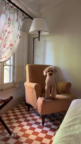 This media file shows a small, light brown poodle sitting upright on a patterned armchair in a room. The poodle is facing forward, looking directly at the camera with its ears perked. The armchair is a warm, orangey-brown color with a subtle striped pattern. It has rolled arms and wooden legs. Behind the armchair, a tall floor lamp with a white, conical lampshade is positioned.

To the left of the armchair is a window covered by a floral curtain with a pattern of red cherries and green leaves. The window itself has white shutters. The floor is covered with a distinctive red and white checkered tile pattern. A small, white paper cup is visible on the floor near the window. A portion of a bed with white bedding is visible on the right side of the frame.

The scene appears to be indoors, possibly in a hotel room or a bedroom, given the presence of the bed and armchair. The lighting suggests it could be daytime, with natural light coming through the window. The overall atmosphere seems peaceful and domestic, with the dog as the primary subject of attention. There is no visible text in the media file.