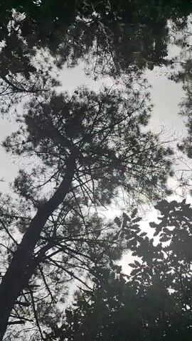 The video shows a view looking up through trees towards a cloudy sky. The camera is positioned low, looking upwards, and the perspective is from beneath the canopy of several trees. The main subject is a tall, slender pine tree with its branches and needles silhouetted against the sky. To the right, the leaves of another type of tree, possibly deciduous, are also visible in silhouette, creating a darker, denser pattern. The sky appears overcast, with a bright, diffused light suggesting it is daytime. There are no people or animals visible in the frame. The movement in the video is slight, possibly due to wind rustling the leaves and branches. The overall impression is one of looking up at a forest canopy on a bright, overcast day.