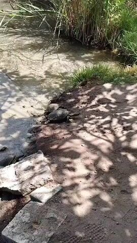 The video shows a muddy bank next to a body of water with some reeds and grass growing on the bank. On the bank, there are three turtles. One turtle is partially submerged in the water, while the other two are on the dry bank. The turtles are dark in color with patterned shells. The scene appears to be outdoors in a natural setting.