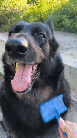 German Shepherd out on a sunny Tiraspol morning