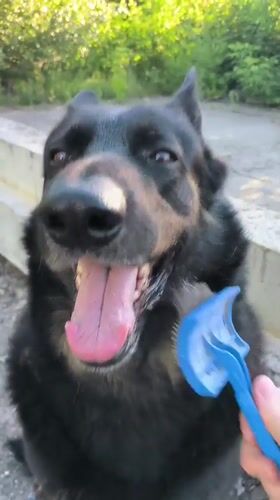 German Shepherd out on a sunny Tiraspol morning