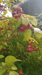Garden plants and berries up close in Holm, Germany