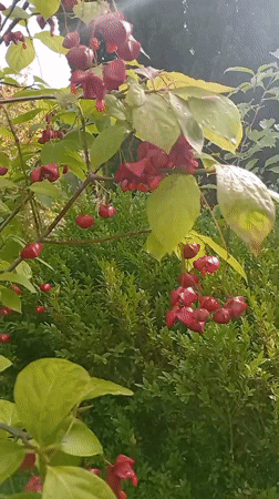 Garden plants and berries up close in Holm, Germany
