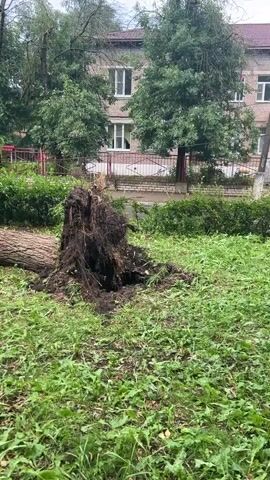 The video shows the aftermath of a storm or strong winds. A large tree has been uprooted and lies on the ground, its roots exposed. Debris from the tree, including branches and leaves, is scattered across the grass and on a paved walkway. A park bench and a trash bin are visible near the walkway, as is a building in the background. Several cars are parked or driving on a street in the distance, suggesting the scene is in a residential or urban area. The sky appears overcast, indicating that the weather may have been poor.