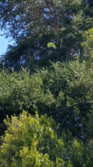 Tree trimmer works in Los Angeles canopy