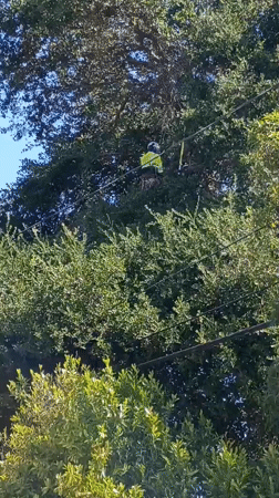 Tree trimmer works in Los Angeles canopy