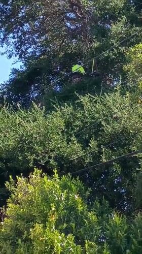 Tree trimmer works in Los Angeles canopy