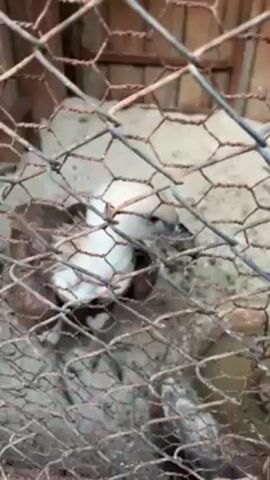 The video shows a vulture in a cage. The cage is made of wire mesh and has a wooden frame. The vulture has brown and white feathers and a long neck. It is standing on a dirt floor. The cage appears to be outdoors.