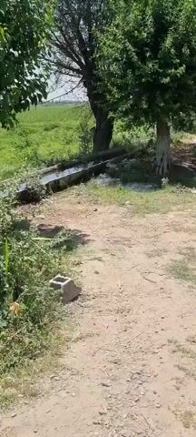 The video shows a dirt path leading through a rural area with greenery and trees. On the left side of the path, there is a channel with water flowing through it, bordered by concrete structures. Beyond the channel, a lush green field is visible. Several trees with dense foliage are scattered throughout the scene. The path itself is composed of dirt and scattered patches of grass. In the foreground, a few bricks are present on the side of the path. The overall environment appears to be outdoors in a natural setting, possibly a village or agricultural area, under daylight conditions.