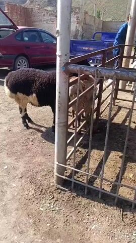 In a dusty outdoor area, two sheep stand in the foreground. One sheep is predominantly black with a white rump and black legs. The other sheep, partially visible behind it, is brown with white markings. In the middle ground, a person in a blue jacket is holding a rope that is attached to a small blue utility vehicle. Another person is visible in the background near the vehicle. A red car with its trunk open is parked on the left. The environment appears to be a market or rural setting with buildings and a hillside in the background.