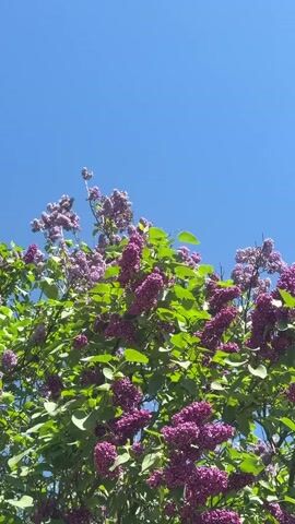 The video shows a lilac bush with purple and lavender flowers against a bright blue sky. The camera moves slightly, focusing on different clusters of blossoms and green leaves. Upbeat music is playing in the background.