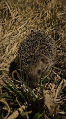 Hedgehog spotted foraging in Russian countryside near Уральское