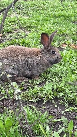 The video shows a brown rabbit sitting on a patch of green grass and weeds. It has long ears and a fluffy coat. The rabbit is surrounded by small branches. There's a wooden fence in the background. The overall setting is an outdoor environment, potentially a backyard or garden.