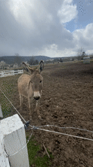Donkey observed in muddy pen in rural Bulgarian village
