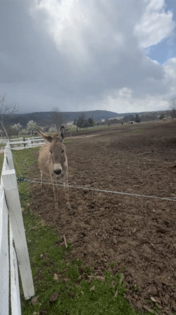 Donkey observed in muddy pen in rural Bulgarian village