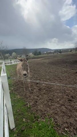 The video shows a donkey in a muddy enclosure. The donkey is light brown with a white nose and has large ears. It stands near a white fence with an electric wire running along it. The ground is muddy, and there is some green grass growing near the fence. In the background, there are trees, a small white building, and a few other horses in the distance. The sky is cloudy. The camera moves closer to the donkey's face, providing a detailed view of its eyes, nose, and fur.