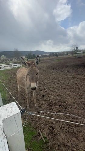 Donkey observed in muddy pen in rural Bulgarian village