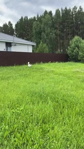 A small white dog with dark spots on its face and ears is playing in a lush green yard. The dog is running and sniffing around in the tall grass. In the background, there is a brown fence, a white house with a dark roof, and a dense forest of tall pine trees. The sky is overcast with gray clouds.