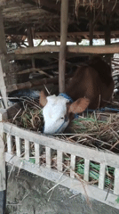 Village animals and roadside flags in rural Mojopuro