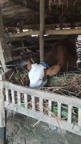 A cow is eating grass in a wooden enclosure. The cow has a brown body and a white face. It is tethered with a blue rope around its neck. The enclosure is made of rough wooden planks. The ground is dirt. The roof of the enclosure is made of thatch or straw. There are other objects in the background, including more wood and what appears to be hay or straw. The lighting is natural, suggesting it is daytime.