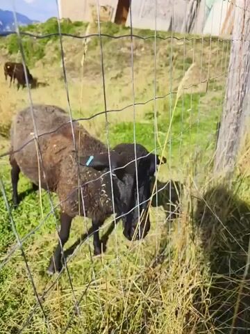 A close-up shot shows a black sheep with a blue tag on its ear, eating grass near a wire fence. In the background, another black sheep is visible, grazing on a grassy hill. The environment appears to be outdoors, with a bright sky and some structures in the distance. The video has a shaky, handheld quality.