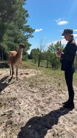 A person wearing a bucket hat and black clothing stands in a sandy area with sparse vegetation and trees in the background under a clear blue sky with some clouds. The person is holding a white object, possibly a container or food, and is extending their right hand towards a llama. The llama, with light brown fur, is standing to the left of the person and is looking towards the person's outstretched hand. The llama appears to be eating from the person's hand. Shadows are cast on the sandy ground.