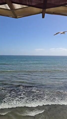 A low-angle, close-up shot captures a serene ocean scene with two seagulls flying in the sky. The top portion of the frame is dominated by the underside of a canopy, constructed from wooden beams and fabric, casting a shadow over the upper edge of the view. Below this canopy, a clear blue sky stretches across the horizon, meeting a vast expanse of the turquoise ocean. The water exhibits gentle waves, with white foam cresting along the shore in the foreground. One seagull is prominently featured in the upper left quadrant of the frame, in mid-flight. The second seagull is visible in the upper right quadrant, also in flight, albeit further away. The sunlight illuminates the scene, reflecting off the water and highlighting the birds in the air.