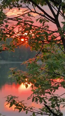 The video shows a sunset over a lake, viewed through the branches of a tree. The sun is a bright orange ball, partially obscured by the horizon. The sky is a mix of orange, pink, and purple. The lake reflects the colors of the sunset. The tree branches are silhouetted against the sky. Some insects are flying around the branches. The scene is still and peaceful.